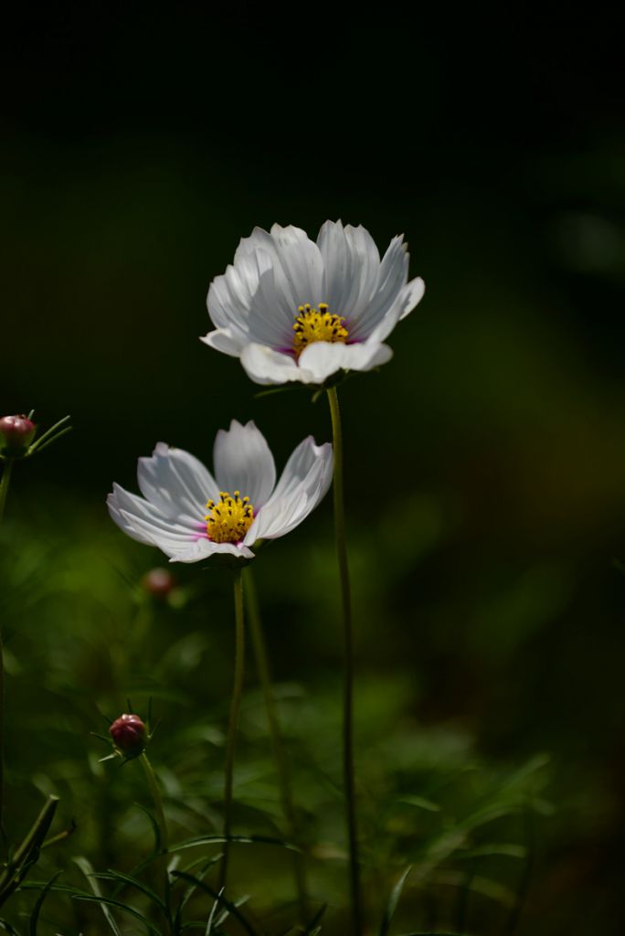 DSC_4371_.jpg