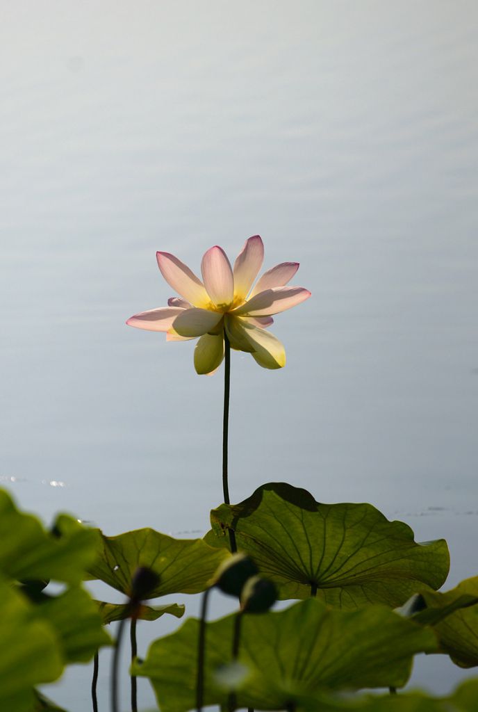 DSC_4325_.jpg