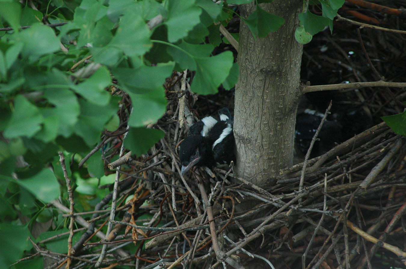 DSC_08775.jpg