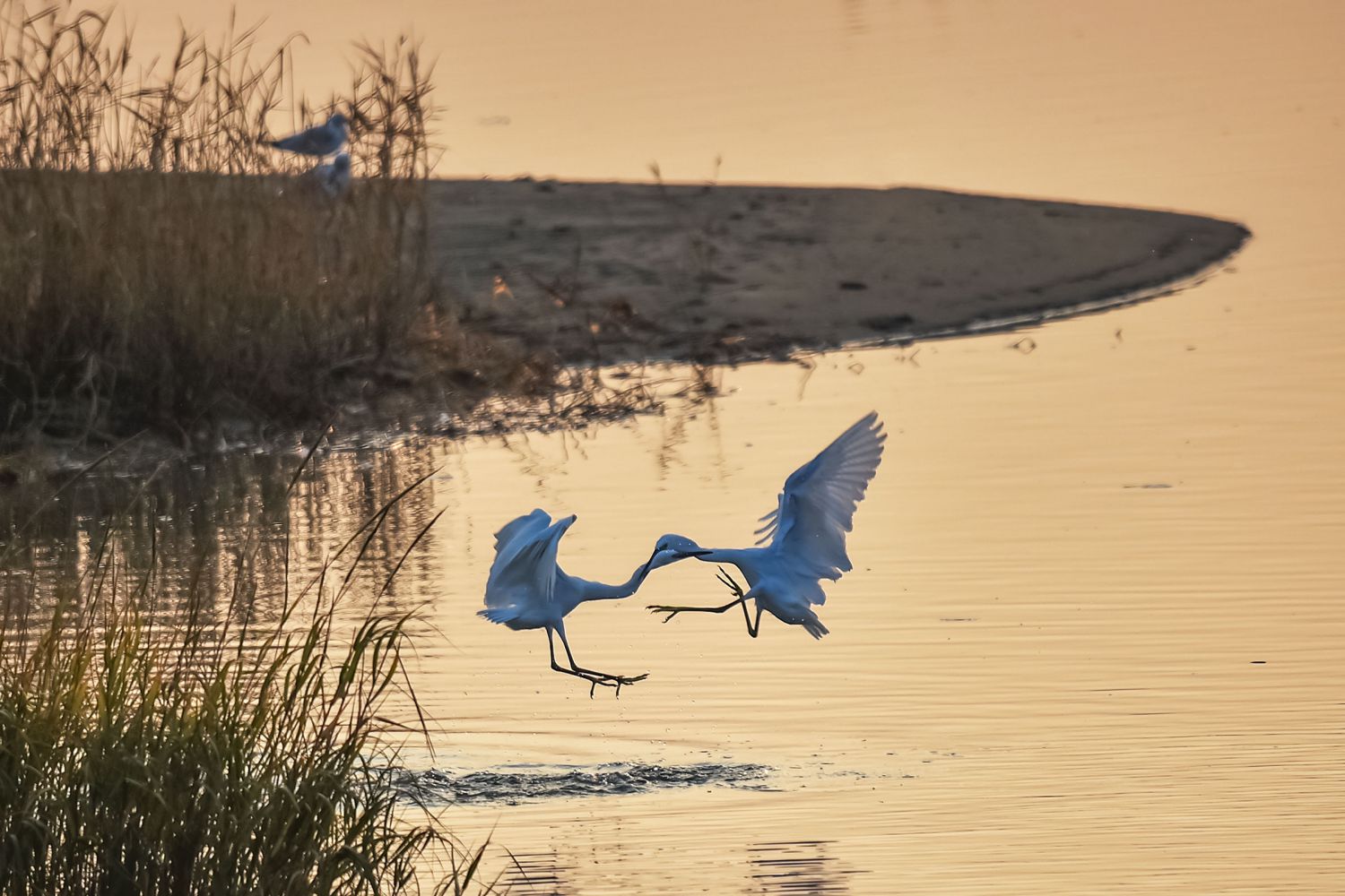 ��(zh��ng)��DSC_0554 (1).jpg