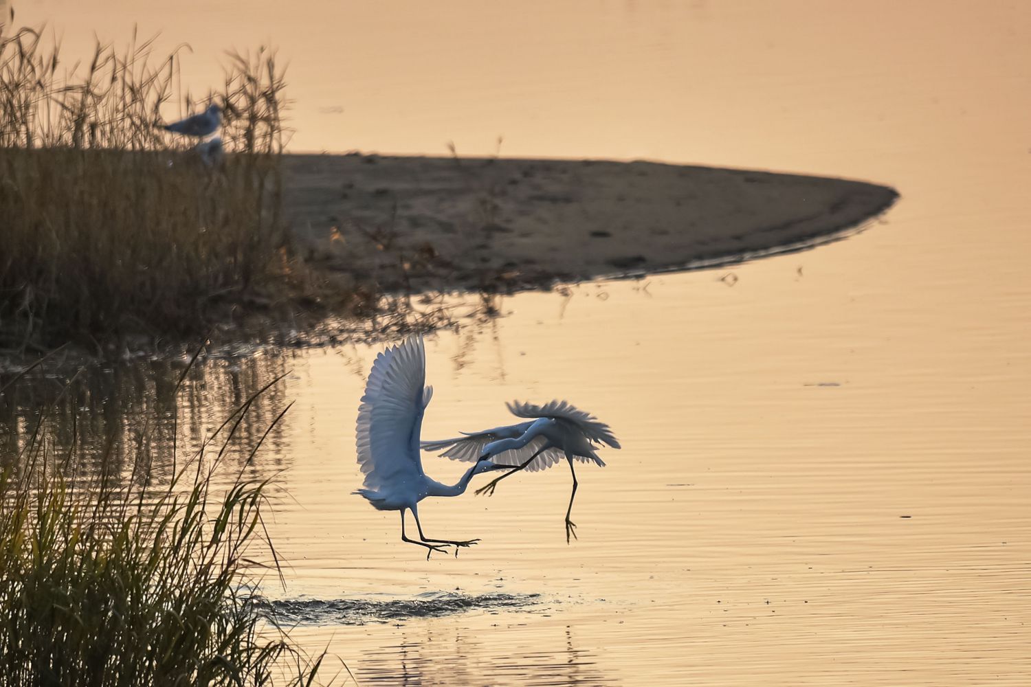 ��(zh��ng)��DSC_0554 (2).jpg