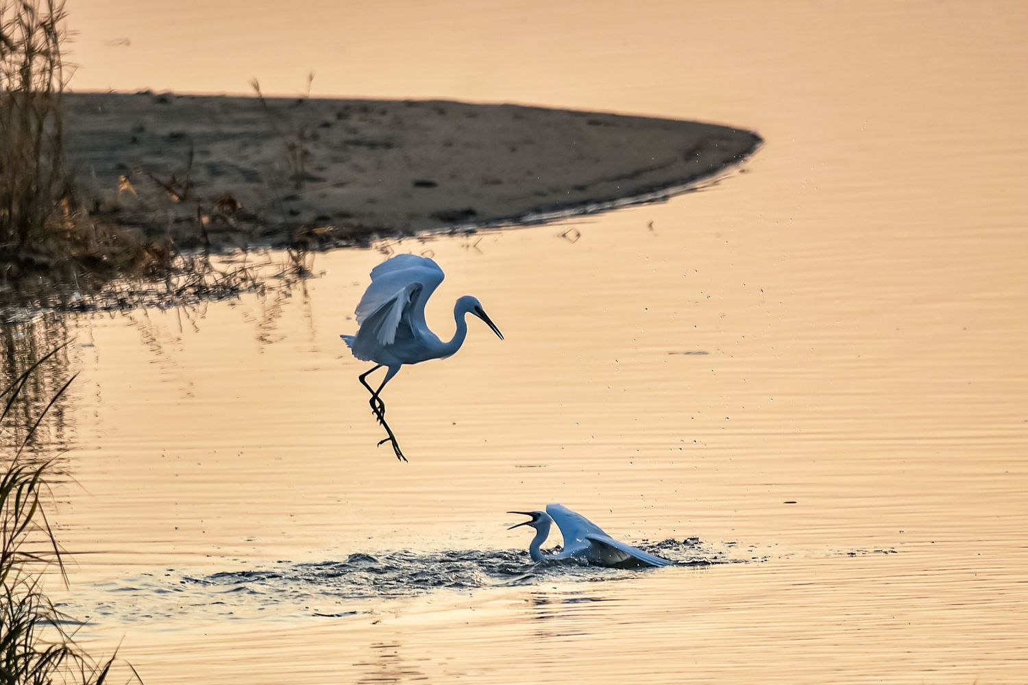 ��(zh��ng)��DSC_0554 (5).jpg